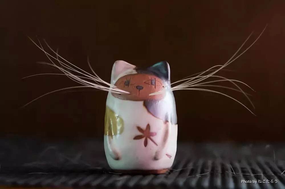 “拔根猫胡子，招财招桃花？”别再迷信了！！