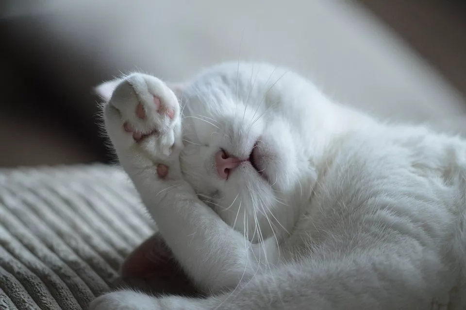 “拔根猫胡子，招财招桃花？”别再迷信了！！