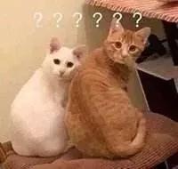 “拔根猫胡子，招财招桃花？”别再迷信了！！