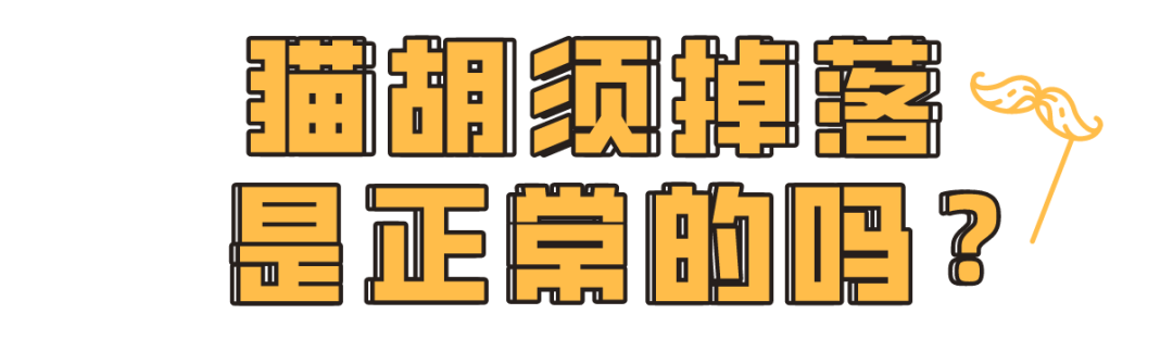 “拔根猫胡子，招财招桃花？”别再迷信了！！