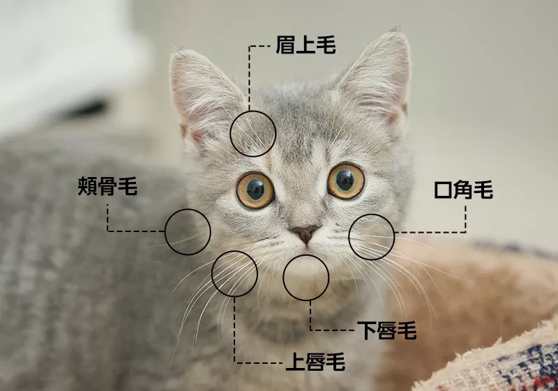 “拔根猫胡子，招财招桃花？”别再迷信了！！