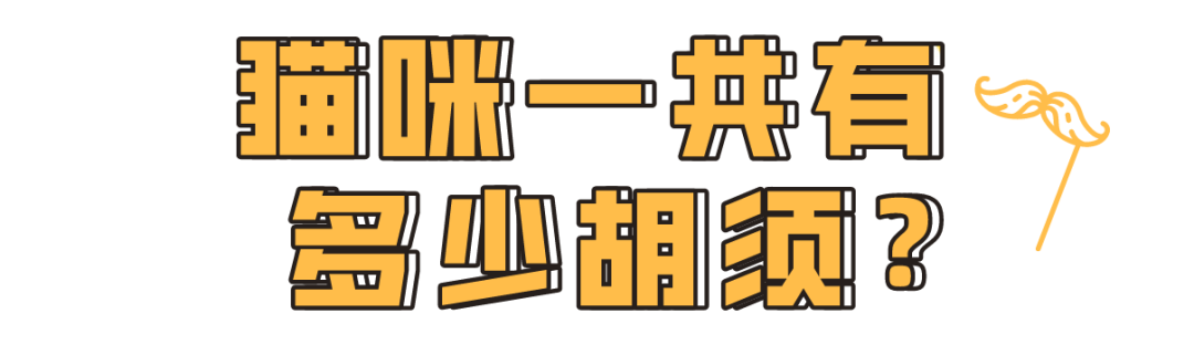 “拔根猫胡子，招财招桃花？”别再迷信了！！