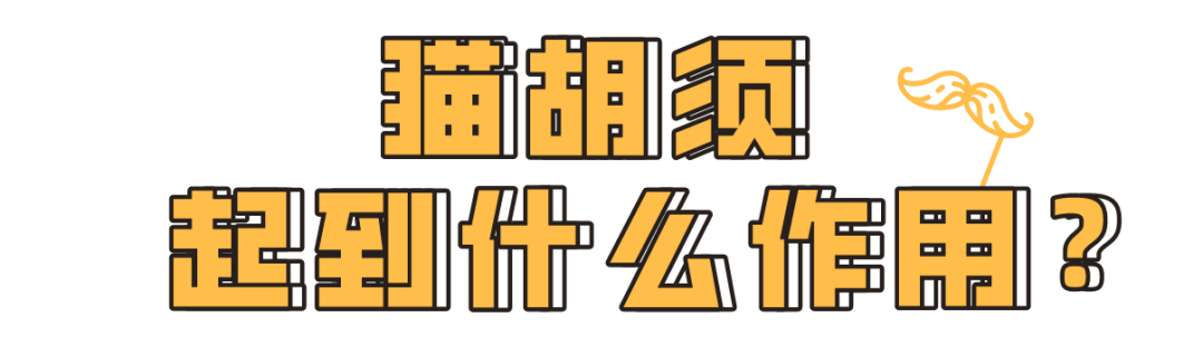 “拔根猫胡子，招财招桃花？”别再迷信了！！