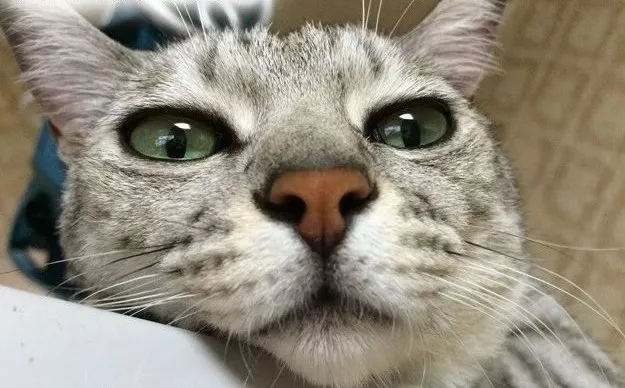 “拔根猫胡子，招财招桃花？”别再迷信了！！