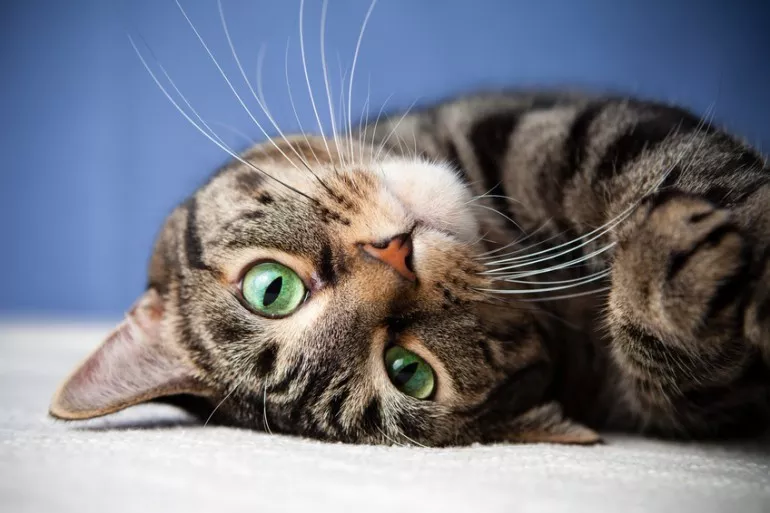 “拔根猫胡子，招财招桃花？”别再迷信了！！
