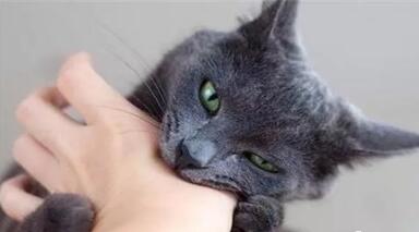 被猫咪咬伤了怎么办? 必须要打针吗?