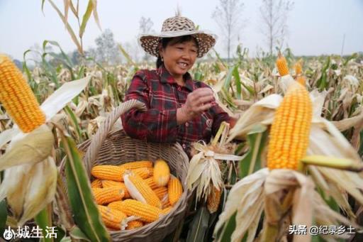 預估一下明年玉米價格走勢如何，可以擴大玉米種植嗎？