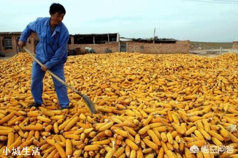 預估一下明年玉米價格走勢如何，可以擴大玉米種植嗎？