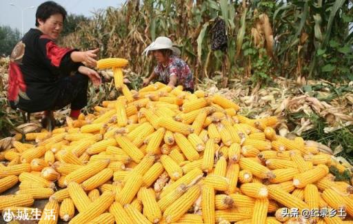 預估一下明年玉米價格走勢如何，可以擴大玉米種植嗎？