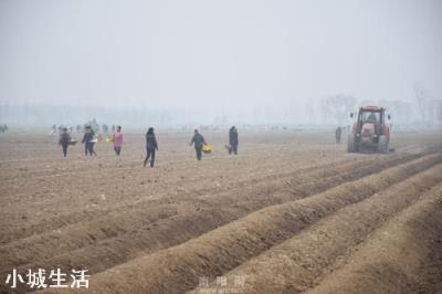 土地起垄有哪些好处？什么作物需要起垄？