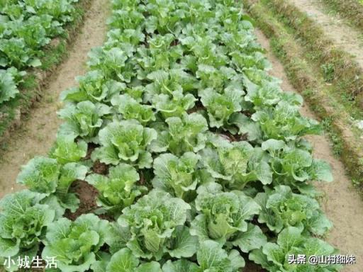 土地起垄有哪些好处？什么作物需要起垄？