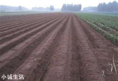 土地起垄有哪些好处？什么作物需要起垄？