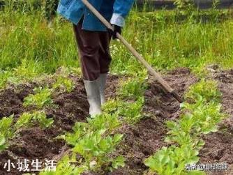 土地起垄有哪些好处？什么作物需要起垄？