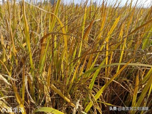 今年水稻收割早已結束，收糧的不多，賣糧的很少，是什么原因呢？