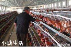 春节前是鸡蛋需求的旺季，鸡蛋价格还会继续上涨吗？