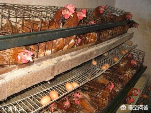 春节前是鸡蛋需求的旺季，鸡蛋价格还会继续上涨吗？