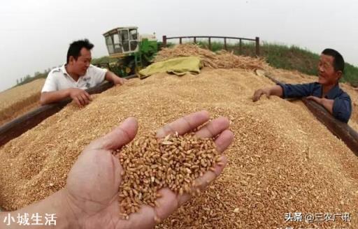 小麦价格是否会继续上涨？现在该不该售粮？