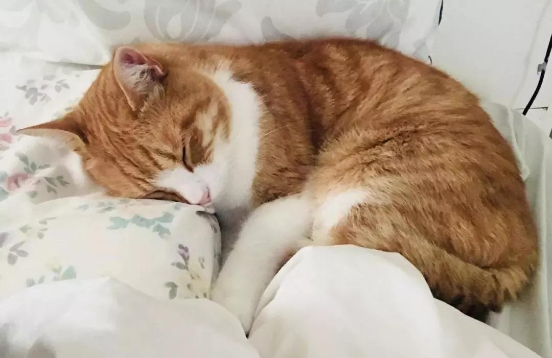 猫咪患了肠胃病有哪些症状?猫咪肠胃病的治疗方法!