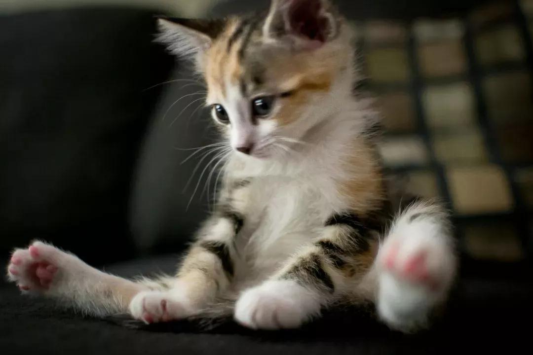 猫咪患了肠胃病有哪些症状?猫咪肠胃病的治疗方法!