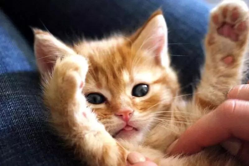 猫咪患了肠胃病有哪些症状?猫咪肠胃病的治疗方法!