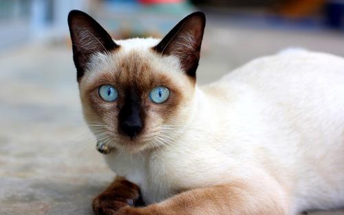 暹罗猫为什么会变色?是不是像变色龙一样?
