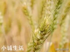 大家觉得现在在农村种田收入高，还是出去打工收入高？