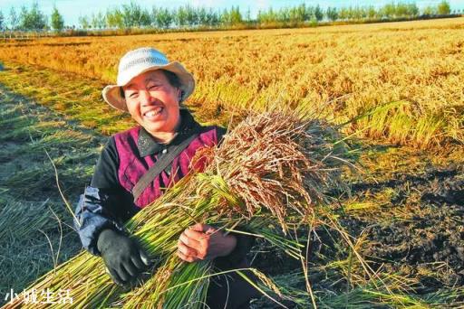 大家觉得现在在农村种田收入高，还是出去打工收入高？