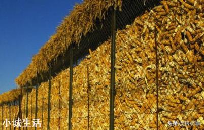 卖粮高峰，玉米却逆势上涨是咋回事？有持续性吗？何时卖卖粮好？