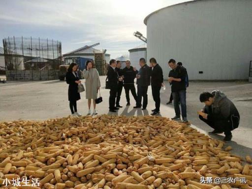 卖粮高峰，玉米却逆势上涨是咋回事？有持续性吗？何时卖卖粮好？