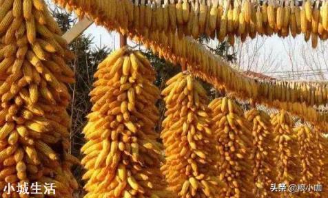 卖粮高峰，玉米却逆势上涨是咋回事？有持续性吗？何时卖卖粮好？