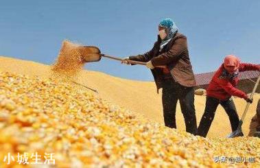 卖粮高峰，玉米却逆势上涨是咋回事？有持续性吗？何时卖卖粮好？