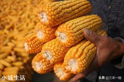 请问大家,春节后苞米能卖到1块一斤吗?为什么?