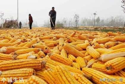 请问大家,春节后苞米能卖到1块一斤吗?为什么?
