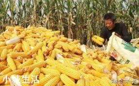 请问大家,春节后苞米能卖到1块一斤吗?为什么?