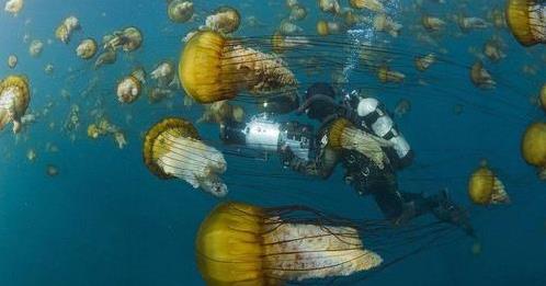 曾潜入海底研究员不敢再去这海域 马里亚纳海沟恐怖