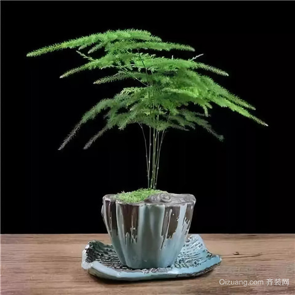文竹开花寓意什么兆头 为什么家里不能养文竹