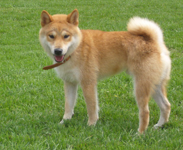 新手如何训练柴犬？训练柴犬要从这些地方着手