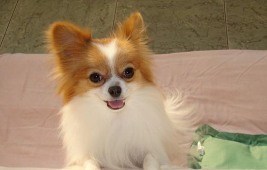 蝴蝶犬為什么有褐色淚痕？蝴蝶犬有褐色淚痕的原因