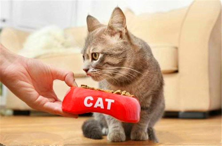 如何自制猫饭?自制猫饭的做法