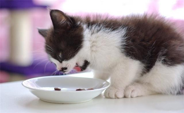 如何自制猫饭?自制猫饭的做法