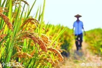 2019年黑龙江水稻销售不畅，是什么原因？