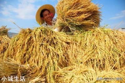 2019年黑龙江水稻销售不畅，是什么原因？