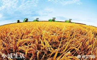 2019年黑龙江水稻销售不畅，是什么原因？