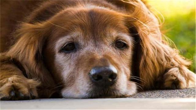老年犬怎么护理？论老年犬的护理要点！