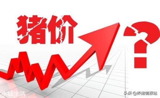 现在养猪晚不晚？
