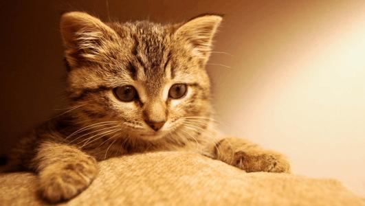 夏季猫咪肠胃病如何预防和治疗？猫咪肠胃病的分类！