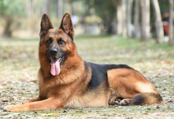 德国牧羊犬拉血怎么办?德国牧羊犬拉血原因!