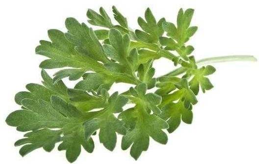 艾草都是有哪些奇妙的功效