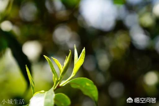 云南思茅、版納、臨滄三大茶區的各大名山普洱茶各有什么口感特點？