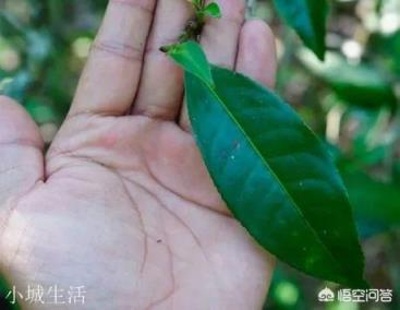 云南思茅、版納、臨滄三大茶區的各大名山普洱茶各有什么口感特點？